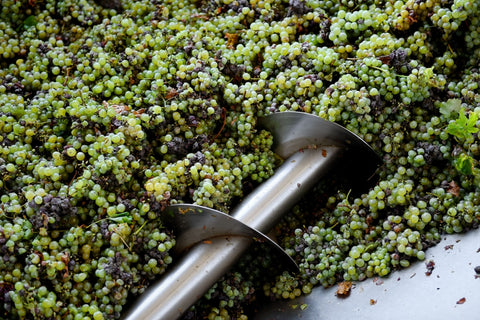grapes are crushed by industrial grape crusher machine