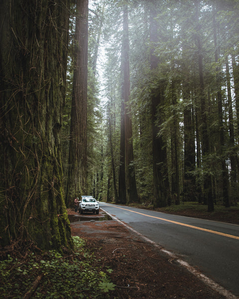 Redwoods Camping 