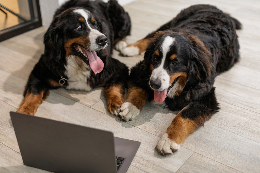 do bernese mountain dogs need much exercise