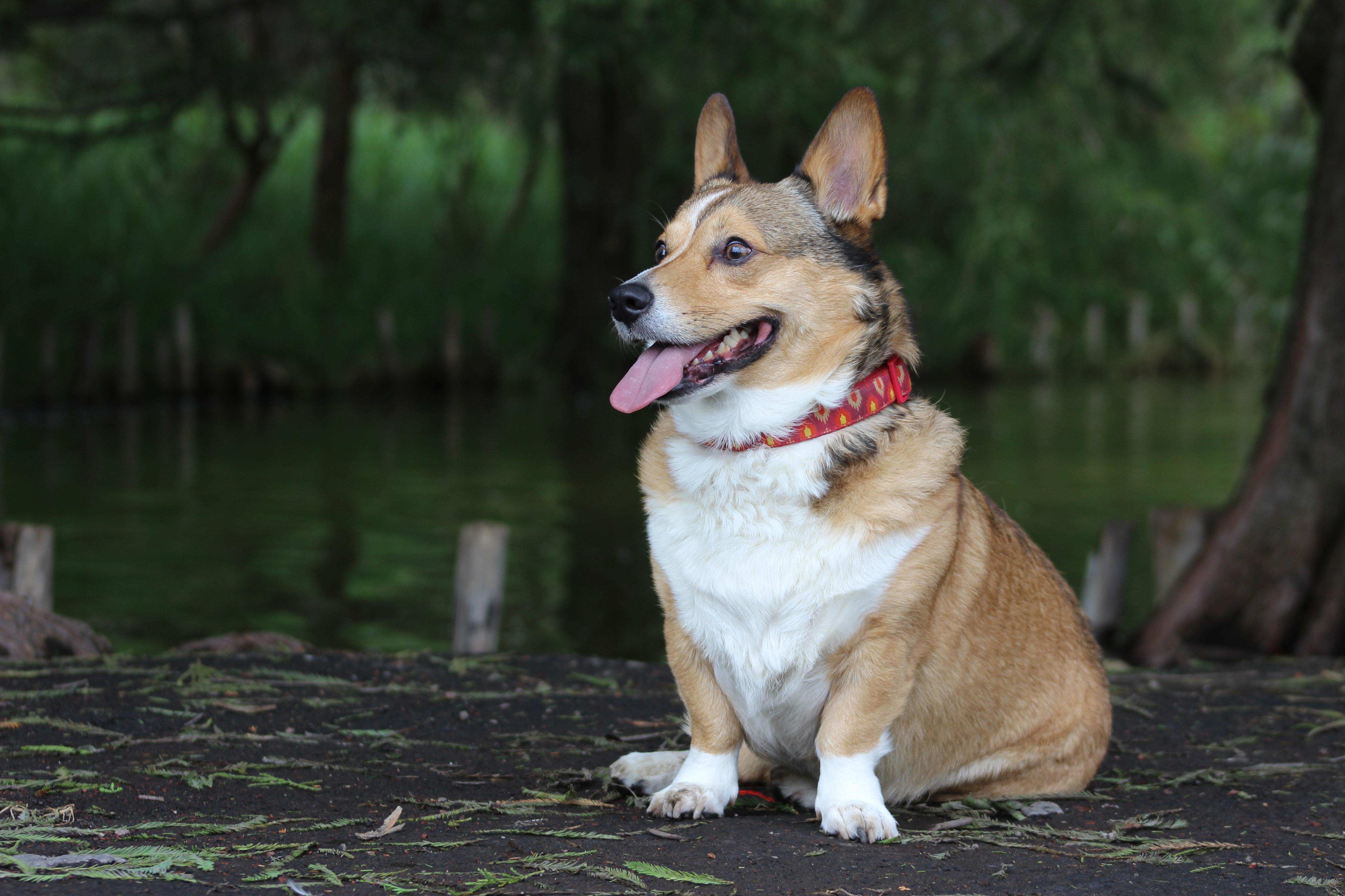 are corgi puppies hard to train