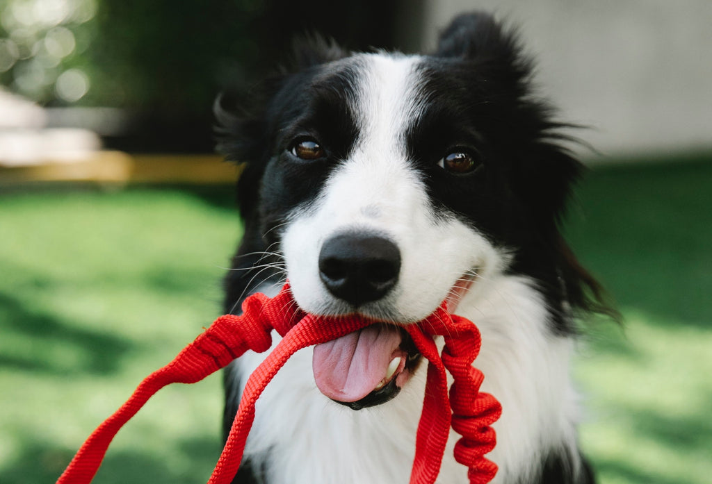 The Smartest Dogs In Order - Border Collie