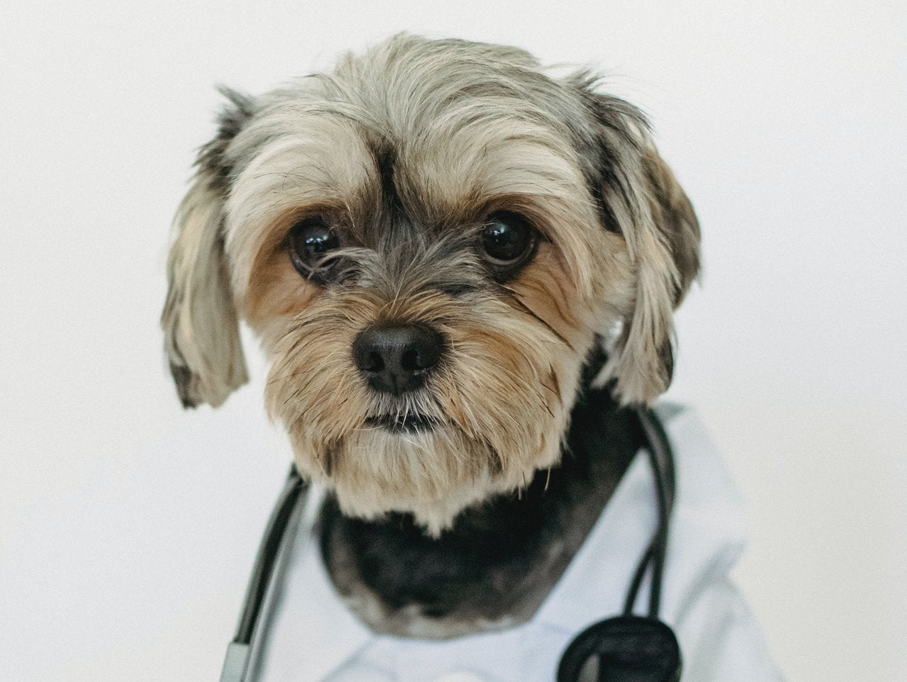 Should you take your dog to the vet? 
