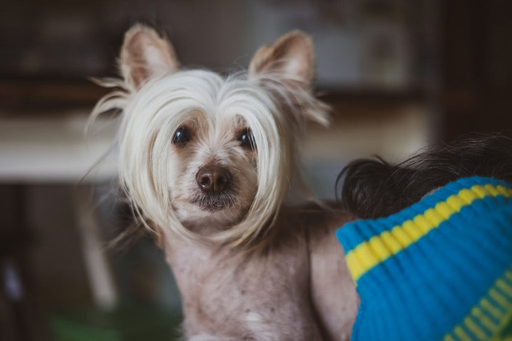 Chinese Crested 