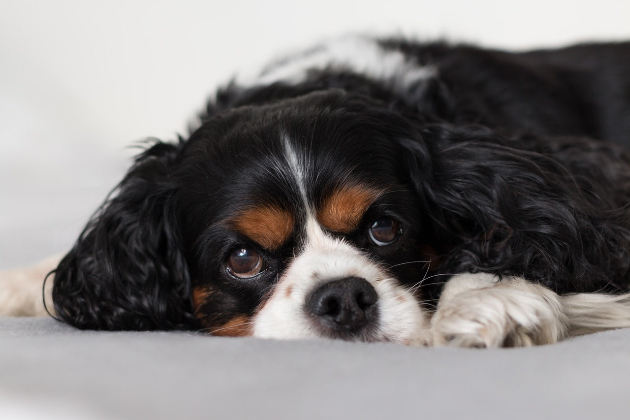 Common Causes of a Dog's Upset Stomach