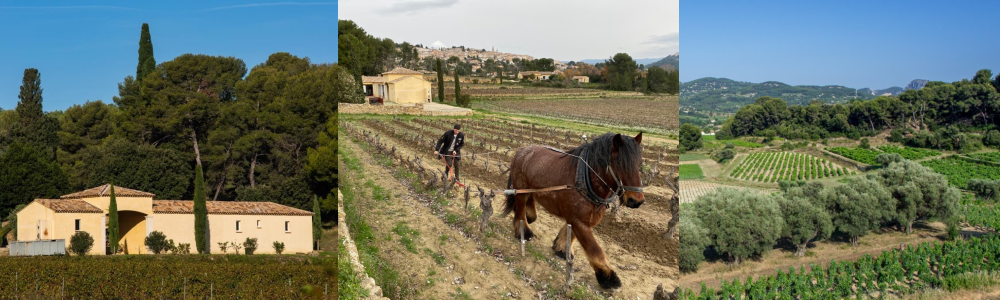 Provence Wine - Buying Guide - Pierre Hourlier Wines