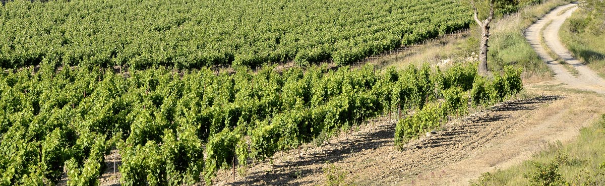 Languedoc-Roussillon Wine - Buyers Guide