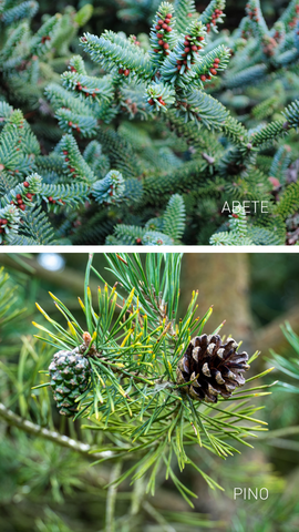 Composizioni invernali in vaso - La Terra Cruda - Riconoscere pino e abete