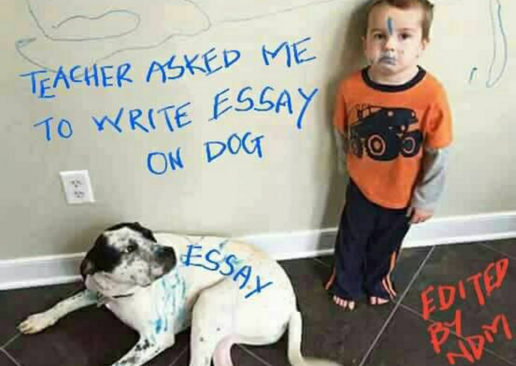 Dog Essay Meme