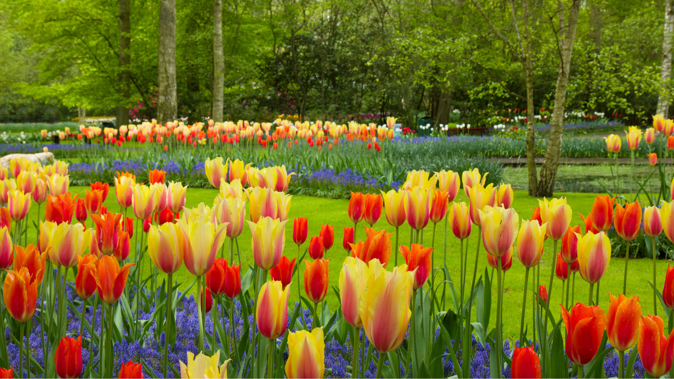 Keukenhof