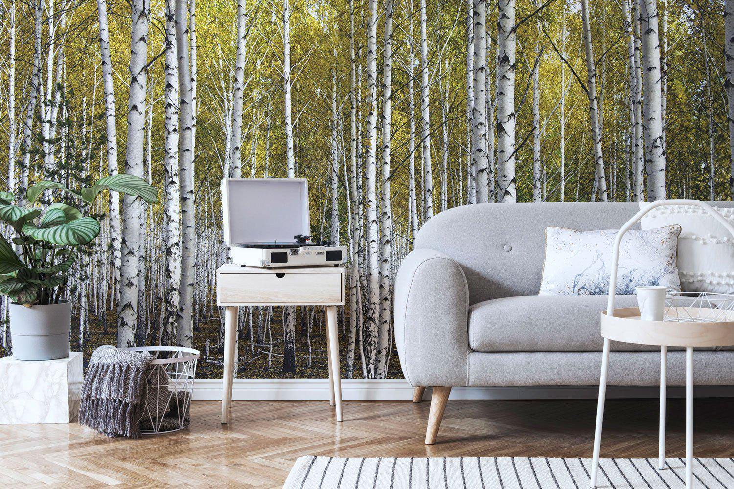 birch tree wallpaper murals