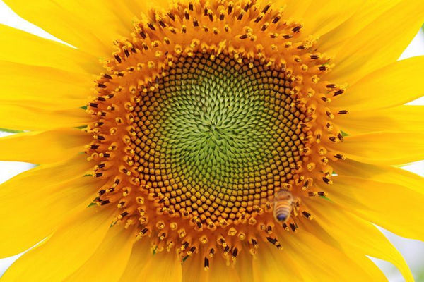 Beautiful sunflower Wall Mural | Eazywallz