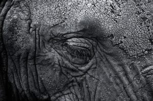 close up of wrinkled skin of an elephant