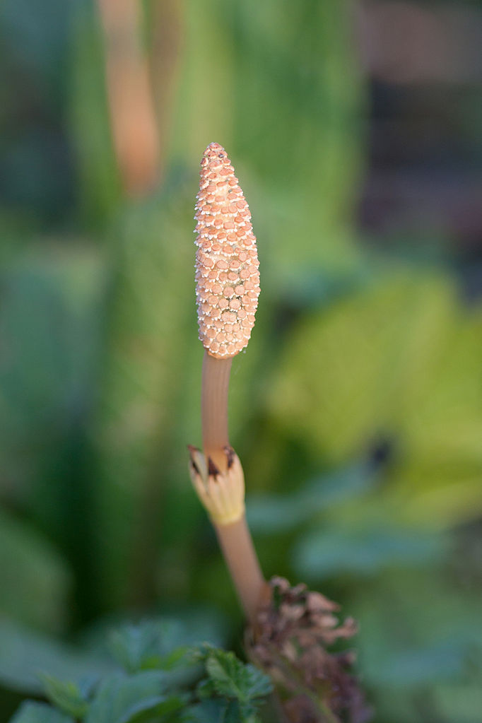 Close up of horsetail plant