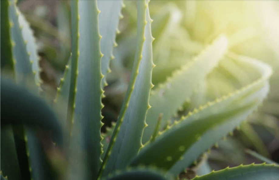 What-to-Do-to-Lower-Histamine-Aloe-Vera