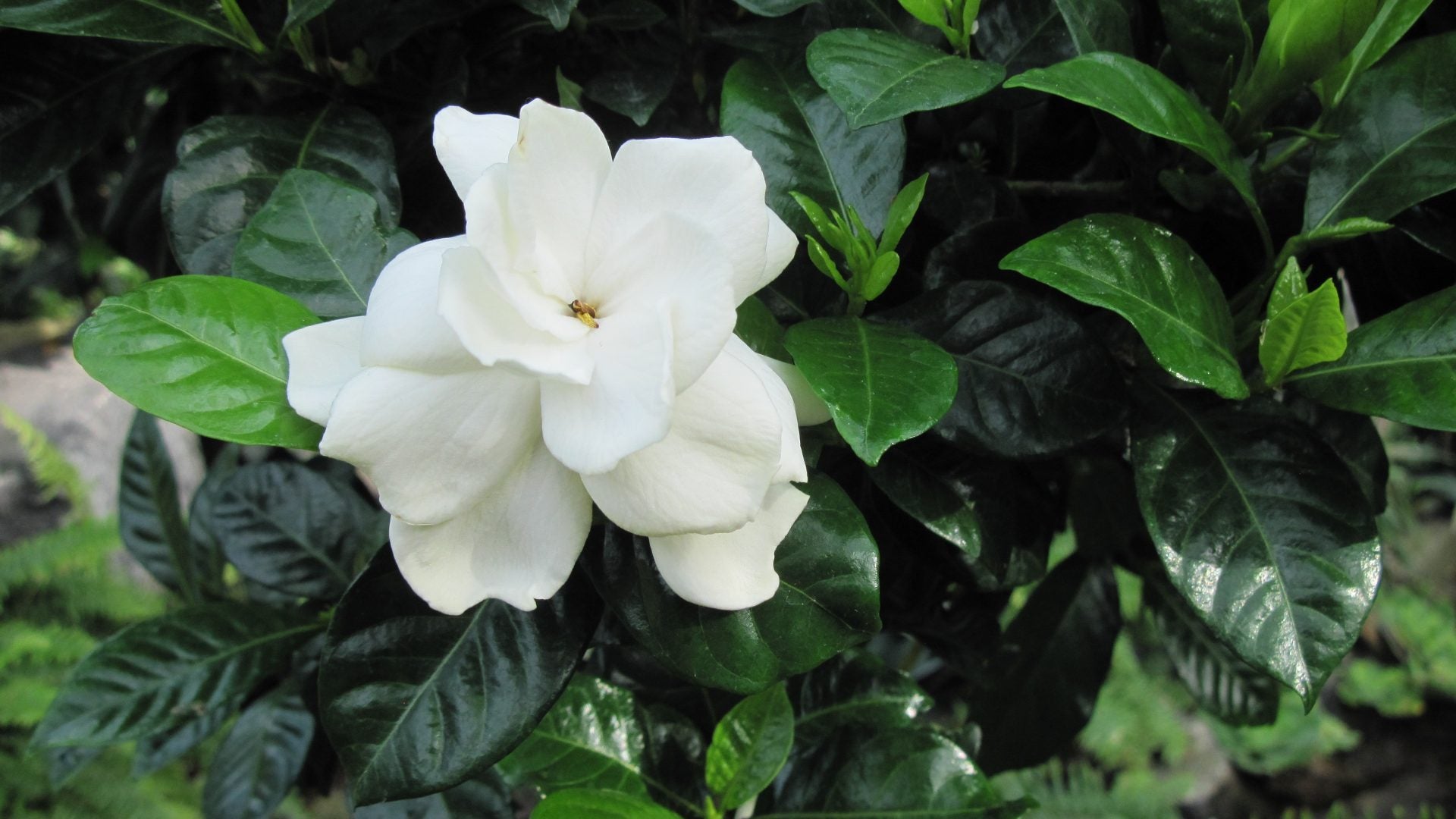 picture of a white gardenia plant 