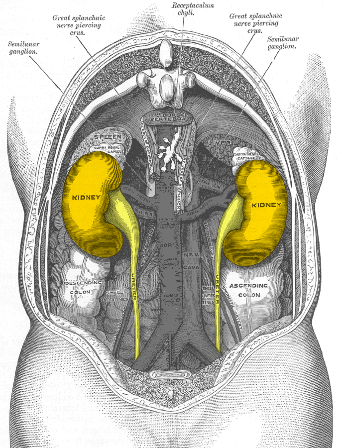 infographic image of kidneys and health