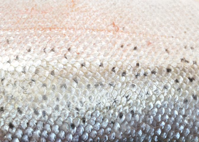 Marine collagen fish skin