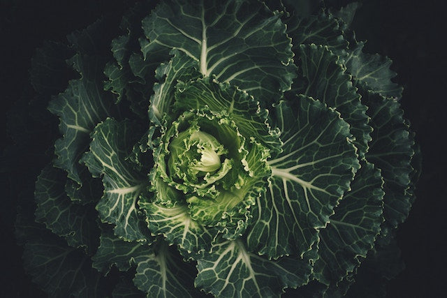 a closeup image of lettuce