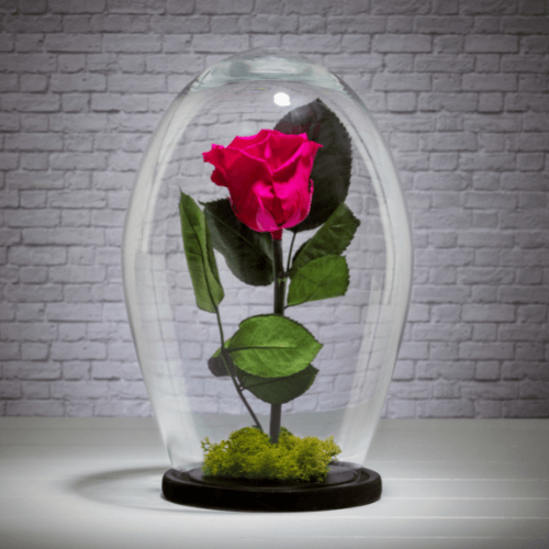 Rose eternelle sous cloche: laquelle choisir? – La Maison des Sultans Paris