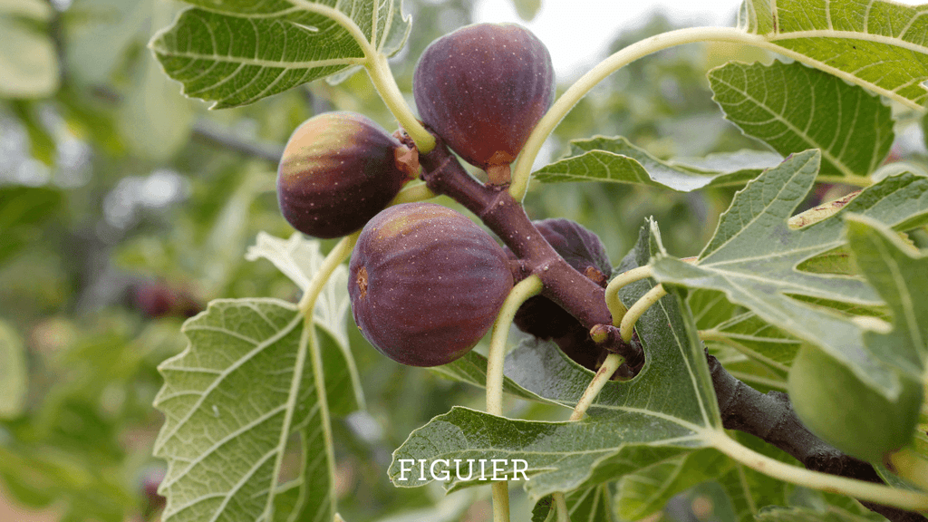 Plantez maintenant ces graines pour un jardin qui sent bon l'Orient