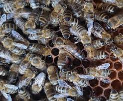 OHB Saskatraz Bees - Live Package Bees
