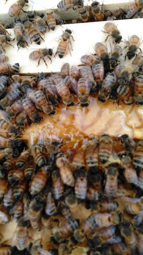 Queen Bees - Olivarez Honey Bees, Inc.