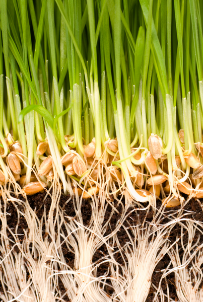 Susie Who | Wheatgrass growing