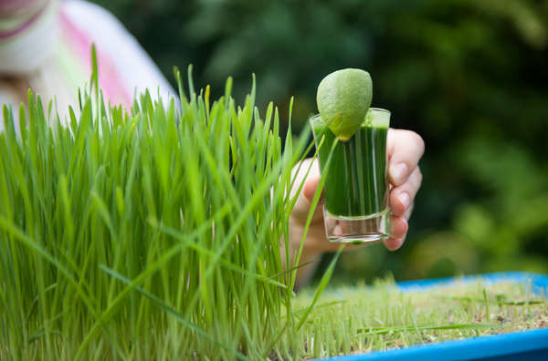 Susie Who | Wheatgrass growing