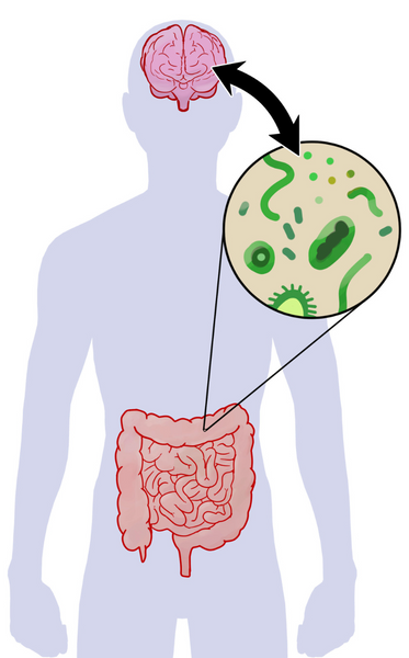 Susie Who | Wheatgrass for gut health diagram