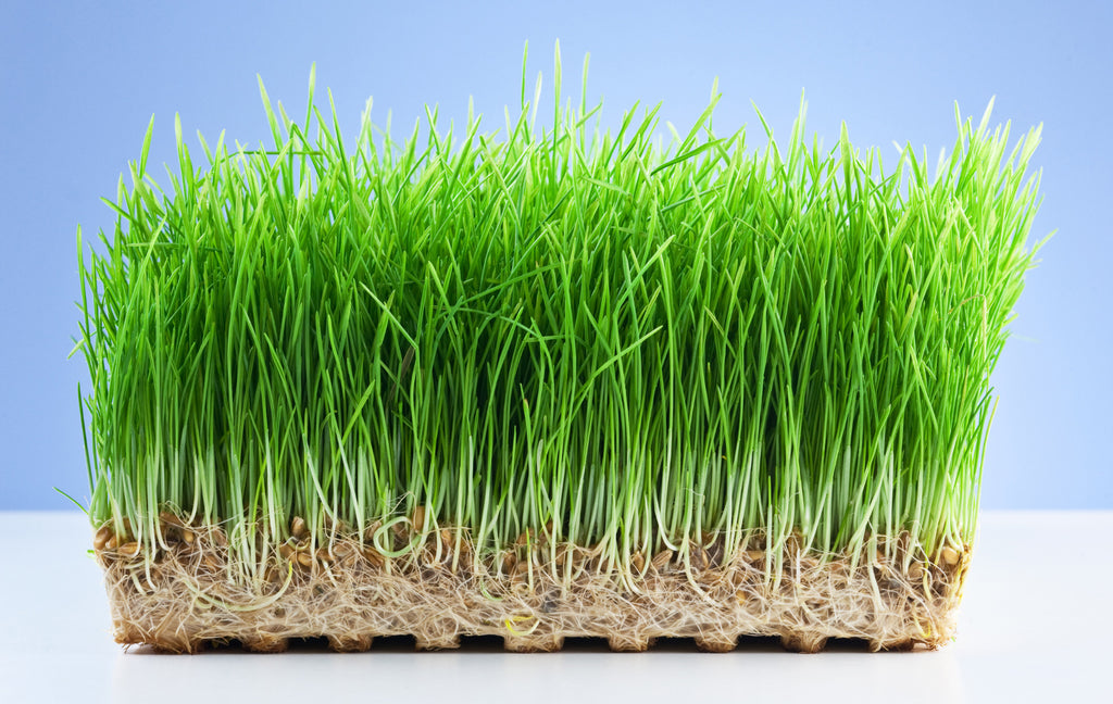 Susie Who Blog | Wheatgrass shoots