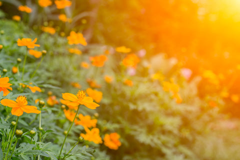 sunny flowers