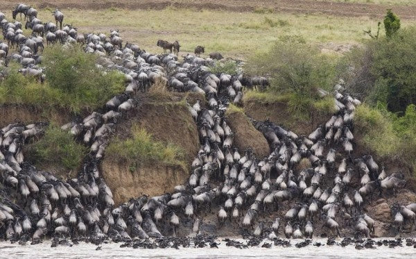 Wildebeast Migration