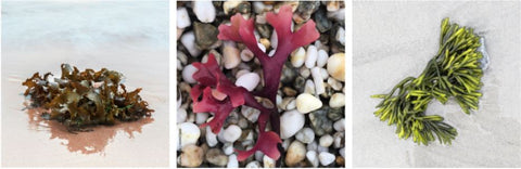 seaweed bouquets