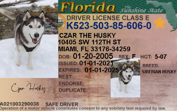 are wolf dogs legal in florida