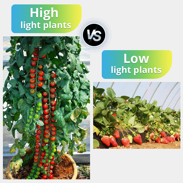 led grow light