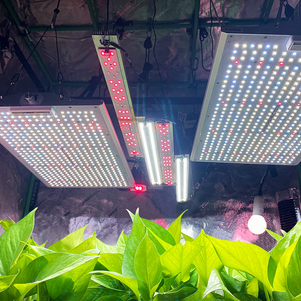 LED grow light