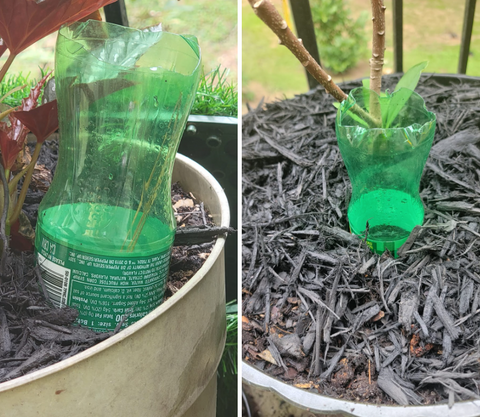 On left, a close-up of a green soda bottle turned upside down in the dirt of a potted plant. The bottom is cut off. On the right, the same thing but from farther away.