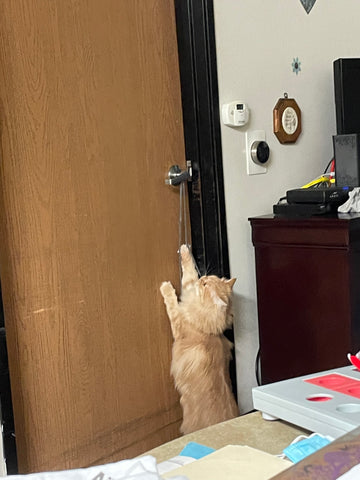 A cat is stretching up towards a door handle, playing with a dangling piece of string.