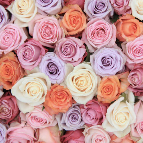 Mixed Color Roses