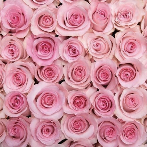 Pink Roses