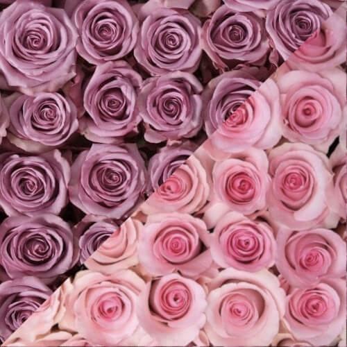 Pink and Lavender Roses