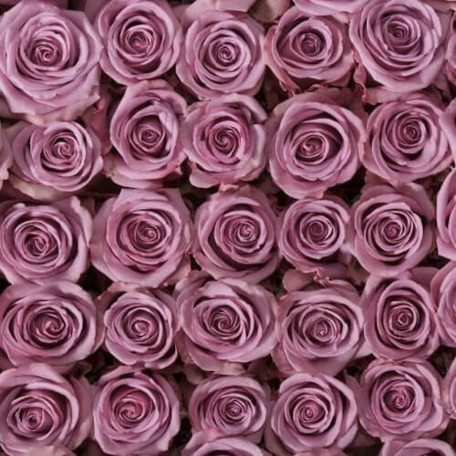 Pink and Lavender Roses