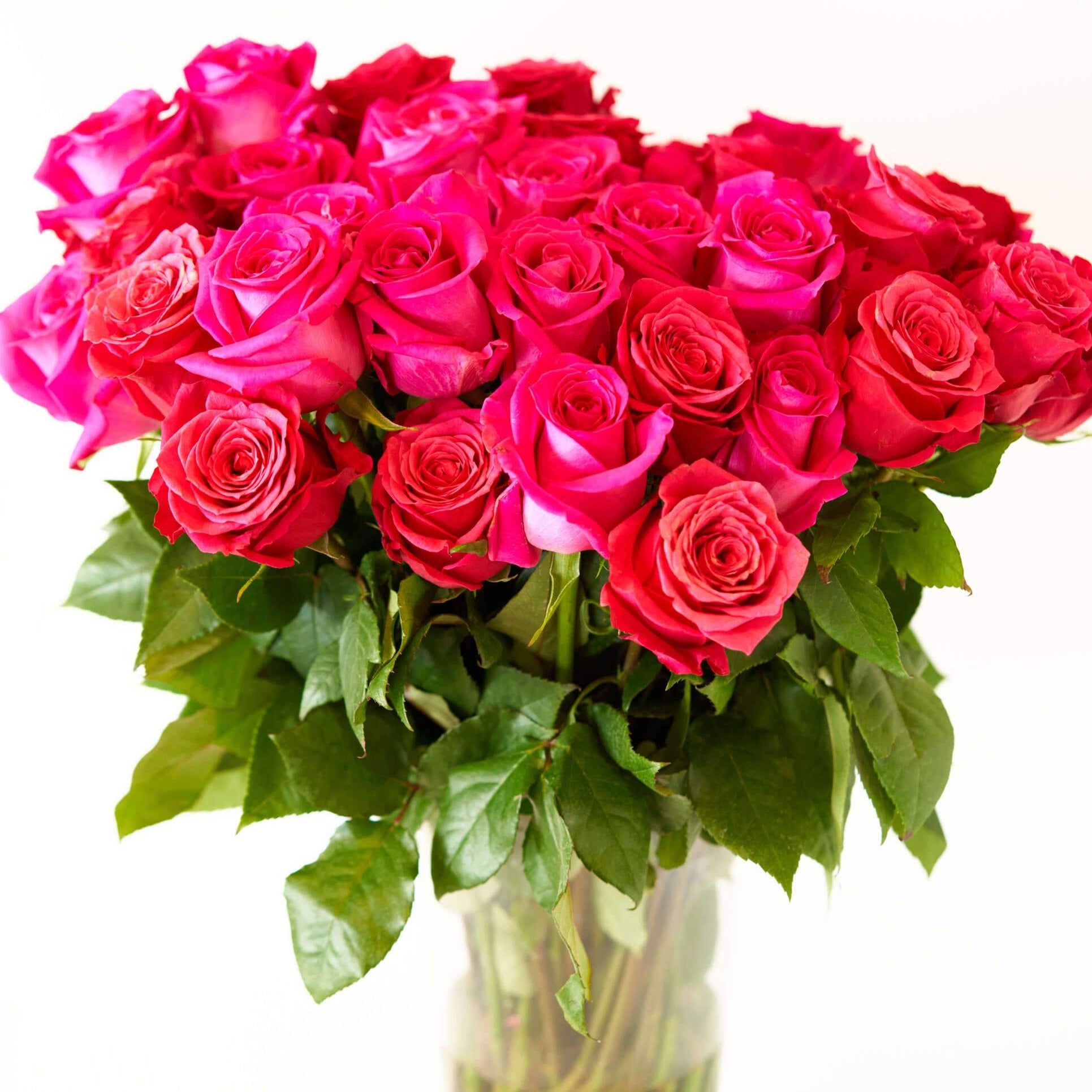Buy Hot Pink Long Stem Roses Rose Farmers