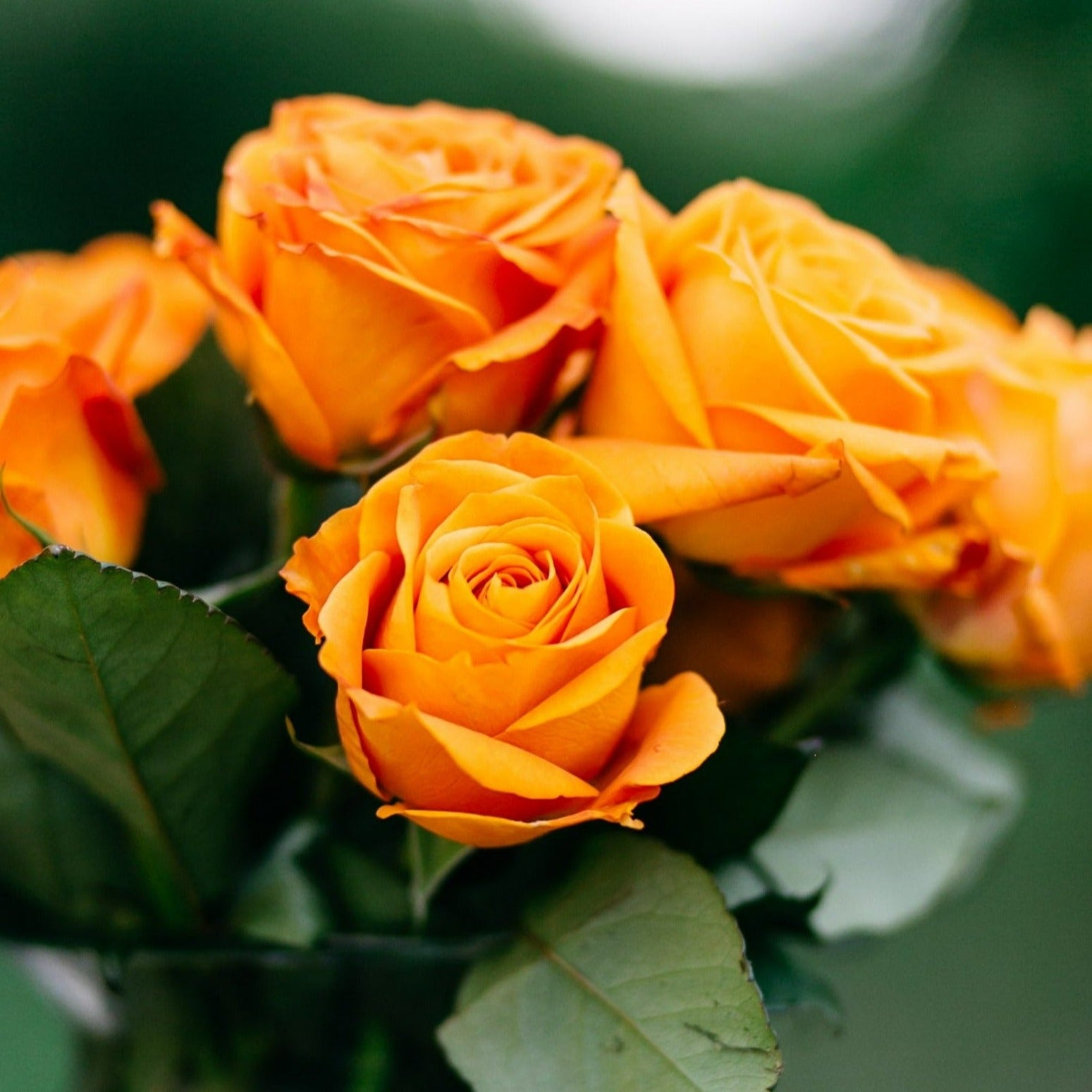 Buy Orange Citrus Roses – Rose Farmers