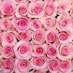 Pink Passion Long Stem Roses