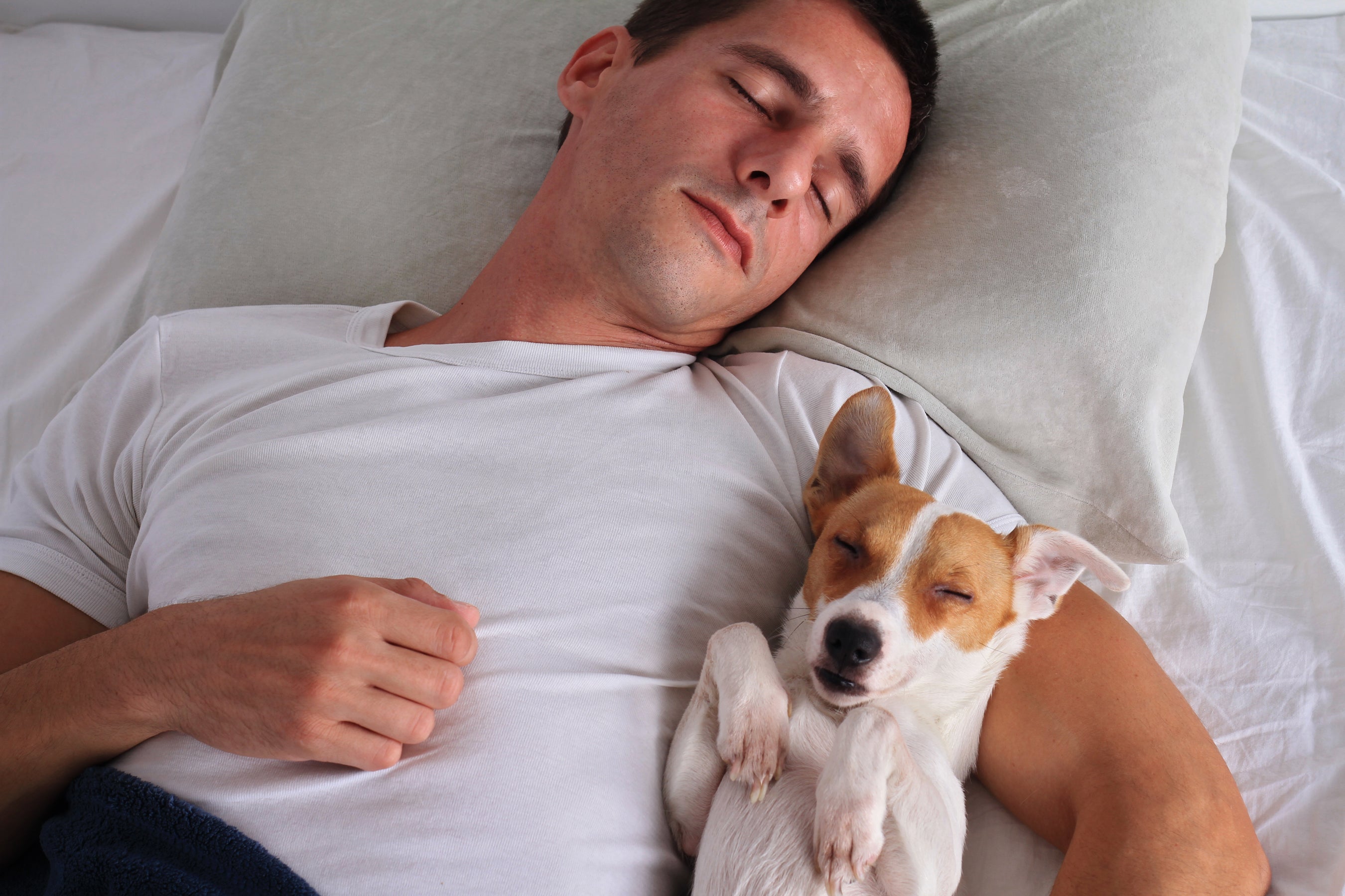 Спящие псы отзывы. Человек с собакой в постели.