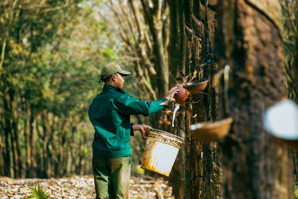 A man collecting natural latex from rubber trees