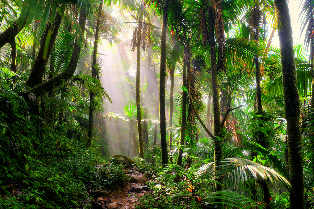 Rainforest Facts for KS2 Children and Teachers | PlanBee