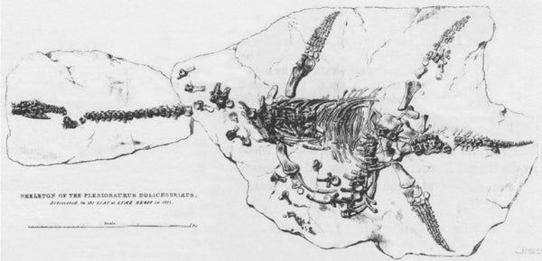 A drawing of the Plesiosaurus skeleton found by Mary Anning