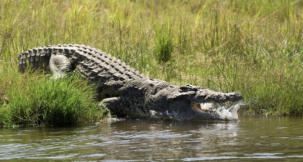 A Nile crocodile